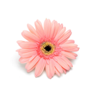 Gérberas