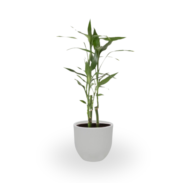 Bambu-Da-Sorte-284d7968-39aa-43cf-a6a4-ee29d351ce9a