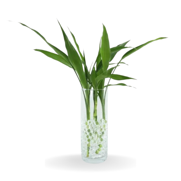 Bambu da Sorte-3714d281-a81e-4b99-9a7d-dace8d327d75