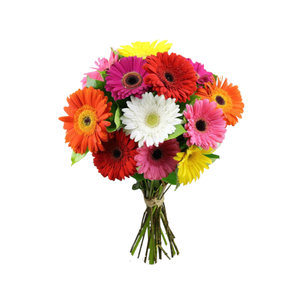 Buquê de 12 Gérberas-e10bffe9-f5aa-4fde-a8fa-abba846c2e8d
