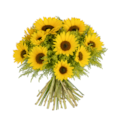 Buque de 12 Girassóis-3f75bfa4-453a-48c1-a40a-43baf8298d7b