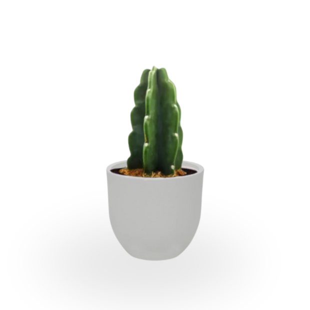 Cacto Mandacaru-3102dd94-8aba-4877-8d13-a46a458b28f6