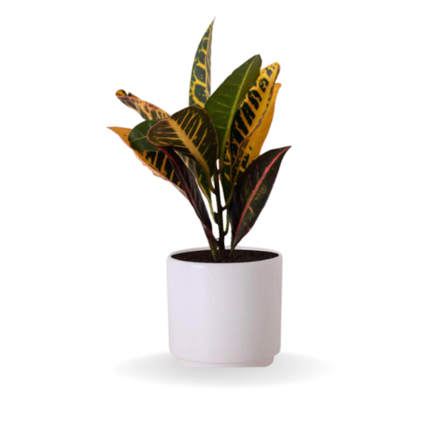 Cróton-f4b798bd-7695-4e59-b498-91cfb2aba62e