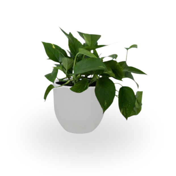 Jiboia Verde-08bd7698-55a9-4349-b80a-d40c7d3f84c3