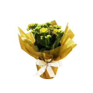 Kalanchoe Amarelo para Presente