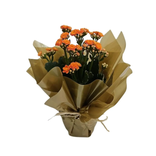 Kalanchoe Laranja Presente-711e3cb2-e6a5-4dac-9a4d-eb56a13dcc17