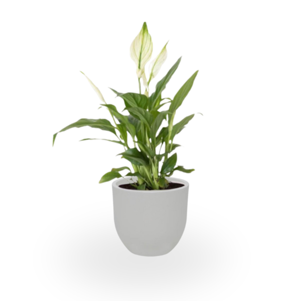 Lírio-Da-Paz-30add90b-bbb6-439a-ac5b-5e7e11a33703