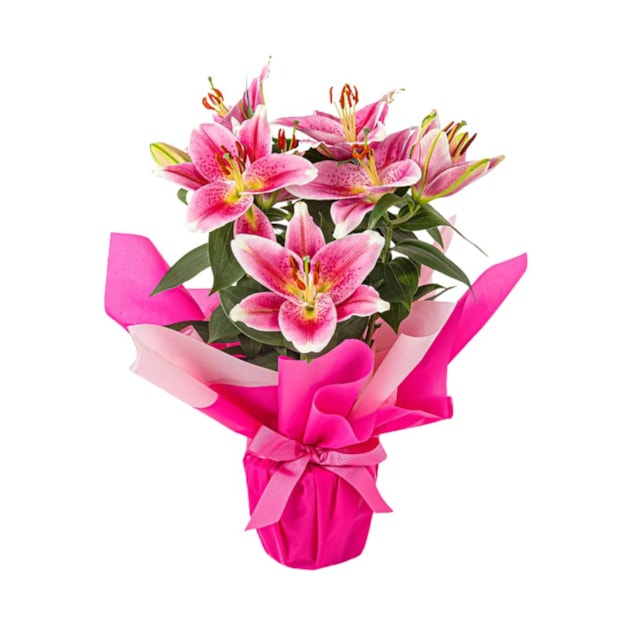 Lírio Rosa Plantado para Presente-8038c9f7-e6b6-4e9f-85be-0069ed3d8fe7