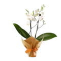 Mini Orquídea Branca-6b6817d5-fbc2-4e42-906c-62abff289b5c