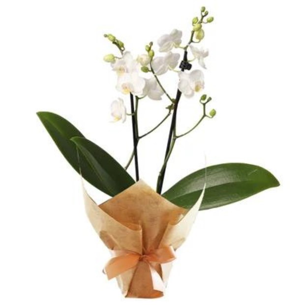 Mini Orquídea Branca-23e8103d-3bd7-4ec9-8898-f63424080190