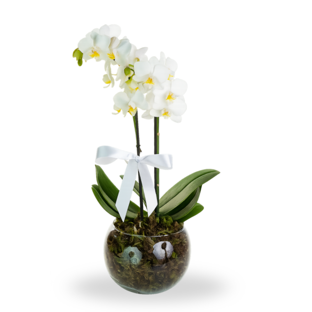 Mini Orquídea Branca-64d66ed3-bc80-4145-be52-a236f58c3727