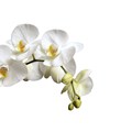 Mini Orquídea Branca-475b744e-6b3a-49a1-b0fd-e30e602c29c0