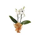 Mini Orquídea Branca-2d821e83-f401-4938-968c-254aa622275b
