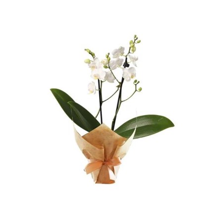 Mini Orquídea Branca
