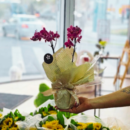Mini Orquídea Lilás