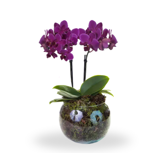Mini Orquídea Lilás-9a328751-1c17-4568-8628-201343125898