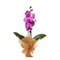 Mini Orquídea Lilás-004eb4d7-5584-49c4-9eef-0536a9e5f7f8