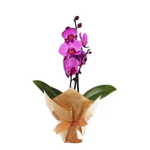 Mini Orquídea Lilás-7d6e8a6b-8cf7-49da-9cd7-e7b4a4f0159d