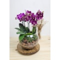 Mini Orquídea Lilas four-f25b2b2a-28bf-46df-8a79-cb02fb1cf827