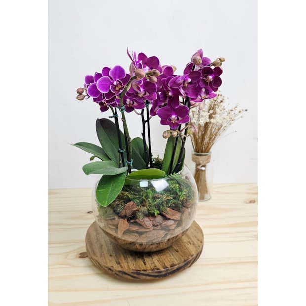 Mini Orquídea Lilas four-9bf959f4-3f92-4083-8c5d-6f17d1501efd