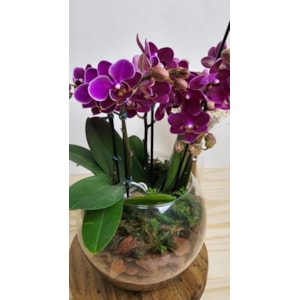 Mini Orquídea Lilas four