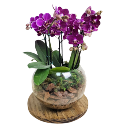 Mini Orquídea Lilas four