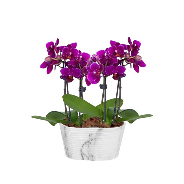 Mini Orquídea Lilas four-3d044681-378e-4f9d-bc4f-bd95f9b829a2