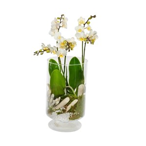 Orquídea Beleza Nobre