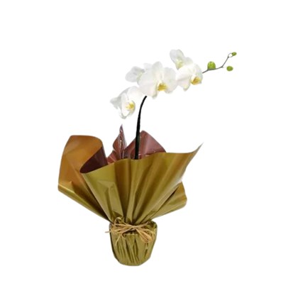 Orquídea Branca