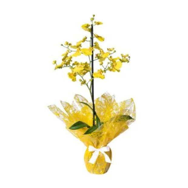 Orquídea Chuva de Ouro-2dc5b218-0f65-4112-ba47-470e21340e20