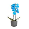 Orquídea Elegância Azul-d1893c61-60ec-44a9-bf76-7edba778edd8