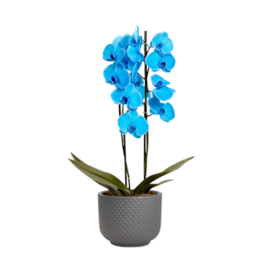 Orquídea Elegância Azul