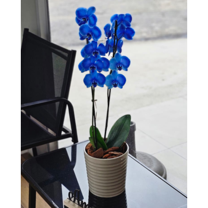 Orquídea Elegância Azul