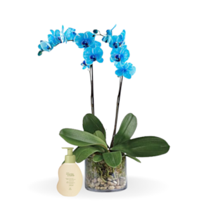 Orquídea phalaenopsis Azul e Sabonete Mamãe e Bebê Natura