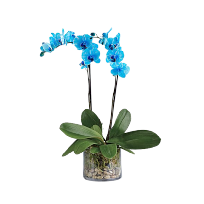 Orquídea Phalaenopsis Azul Luxo