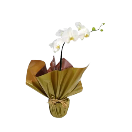 Orquídea phalaenopsis Branca