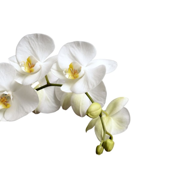 Orquídea phalaenopsis Branca Duas Hastes Two-f1eb3676-8e87-4603-83ea-2be60a5d8625