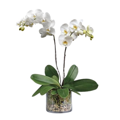 Orquídea phalaenopsis Branca Duas Hastes Two