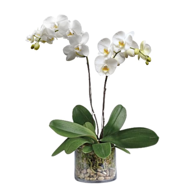 Orquídea phalaenopsis Branca Duas Hastes Two-aebd3f05-0b83-4b7c-a80b-51e082ef5f54