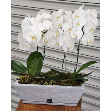 Orquídea phalaenopsis Brancas Luxo