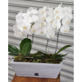 Orquídea phalaenopsis Brancas Luxo-c229053f-0565-492d-8936-ca59bee4f85a
