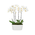 Orquídea phalaenopsis Brancas Luxo-6f8a57c3-39c2-41e4-8c98-e39dc828158c