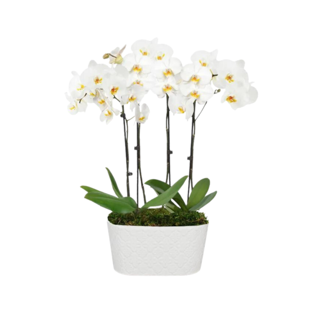 Orquídea phalaenopsis Brancas Luxo-0a6d03ea-db15-49ec-b642-ee83c76d88ab