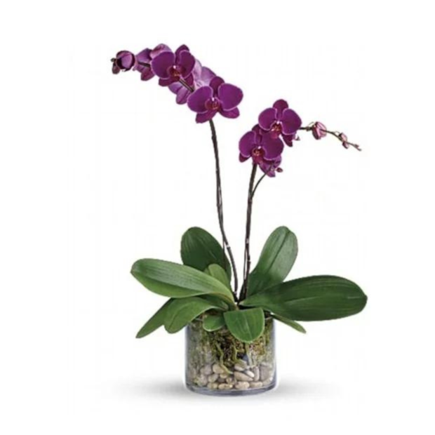 Orquídea Phalaenopsis Lilás duas Hates Two-158714cd-2f96-44e1-8d86-e6097a7de592