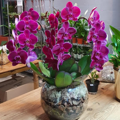 Orquídea phalaenopsis Lilas Luxo