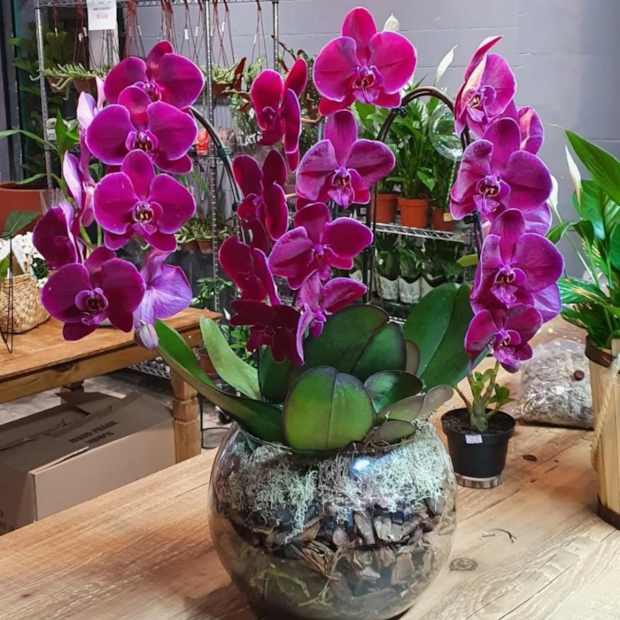 Orquídea phalaenopsis Lilas Luxo-62754826-536e-4e95-b16e-91776ec75bca