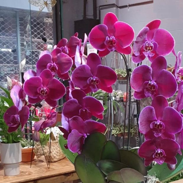 Orquídea phalaenopsis Lilas Luxo-e1b543d8-3ec2-4447-9b3e-adb40e6edf81