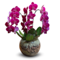 Orquídea phalaenopsis Lilas Luxo-b6558904-eb0a-44ae-995c-ddb8a33443e9