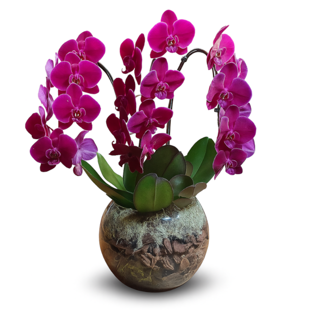Orquídea phalaenopsis Lilas Luxo-1d6eb421-ff58-4a76-8cc0-c3ee18698af8