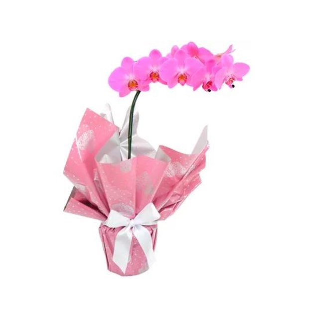 Orquídea Pink-4f6291e0-4087-4fa4-bdfc-4683498c186a